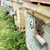 Пчелы, пчелопакеты в Курской области