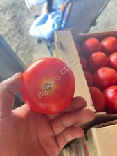 Помидор розовый оптом