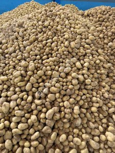 Картофель молодой