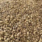 Картофель молодой