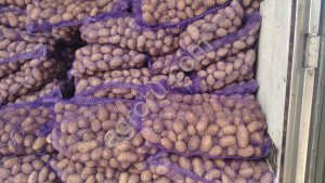 Картофель урожая 2025 года