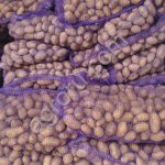 Картофель урожая 2025 года