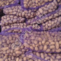 Картофель урожая 2025 года