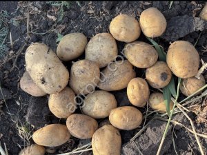 Картофель от фермера большой обьем