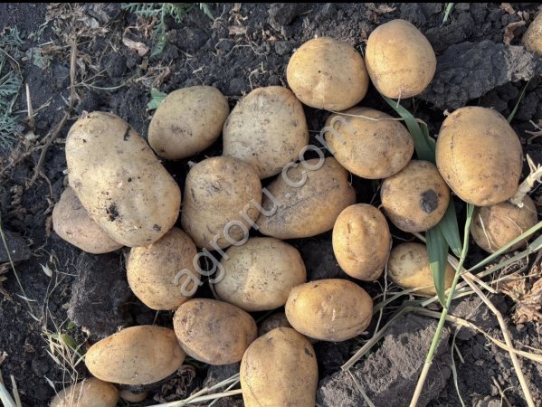 Картофель от фермера большой обьем