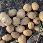 Картофель от фермера большой обьем