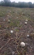 тыкву оптом и в розницу