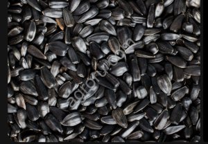 Подсолнечник