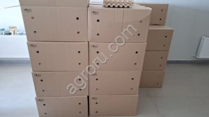 Яйцо пищевое (разные сорта)