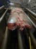 Кета ПБГ с нерестовыми изменениями
