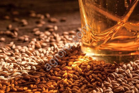 ячмень пивоваренный 2025