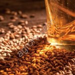 ячмень пивоваренный 2025