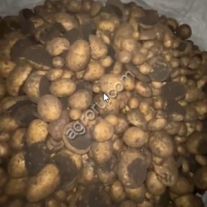 некондиция картофель