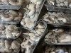 грибы вешенки свежие собственное производство.Упаковка ,фасовка все соответствующие сертификаты