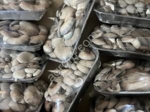 грибы вешенки свежие собственное производство.Упаковка ,фасовка все соответствующие сертификаты