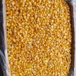 Кукуруза зерно, початки заморозка