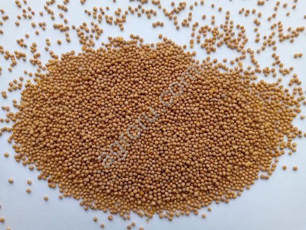 Горчица белая после фотосепаратора 7,5 тонн