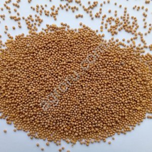 Горчица белая после фотосепаратора 7,5 тонн