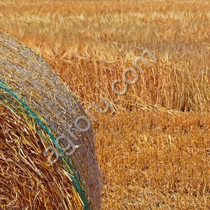 Сетка сеновязальная
