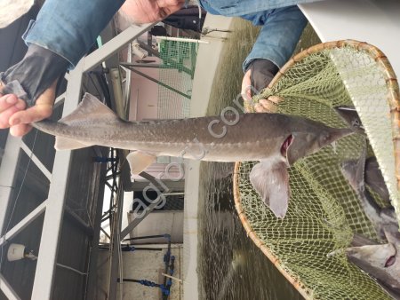 Осетр живой (аквакультура)