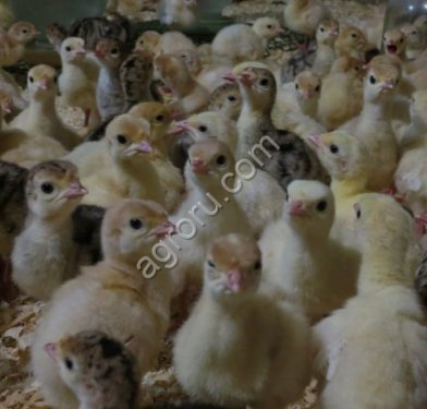 Индюшата