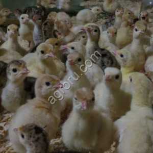 Индюшата