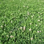 Клевер ползучий (газонный), Ривендел, РС1