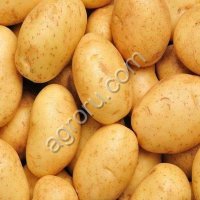 Семенной картофель