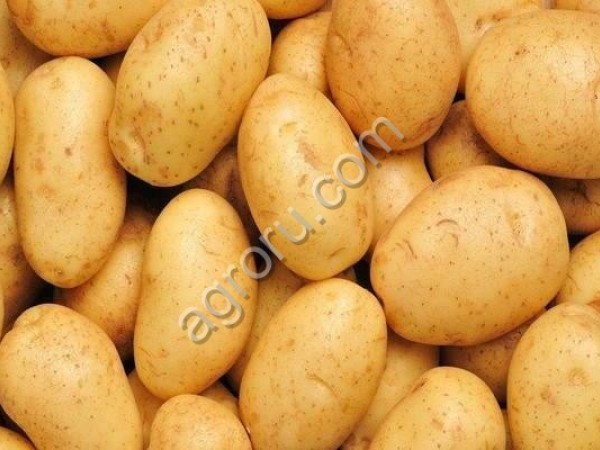 Семенной картофель