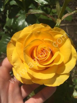 Саженцы роз, плодовых деревьев, туй