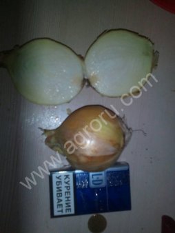 Репчатый лук манас акава