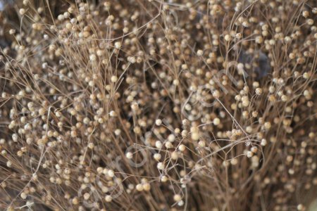 Лен Долгунец. Лён технический. Семена льна
