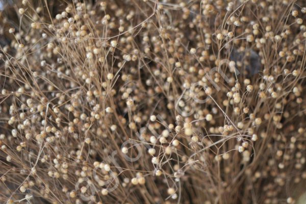 Лен Долгунец. Лён технический. Семена льна