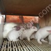 Кролики мясных пород французский Хи-Плюс (Hy-Plus)