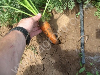<span>морковь</span> оптом