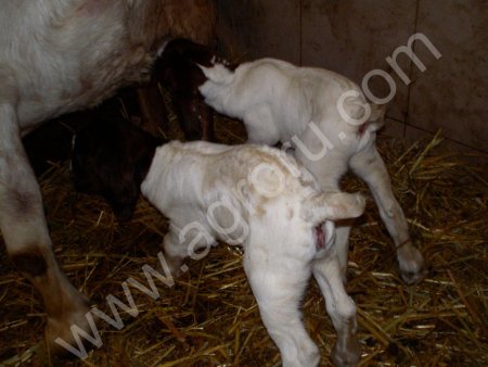 Бурские чистокровные козлята