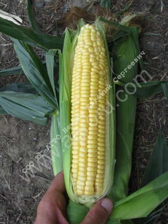 Семена сладкой кукурузы Санрайз F1 Agri Saaten GmbH без посредников