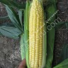 Семена сладкой кукурузы Санрайз F1 Agri Saaten GmbH без посредников
