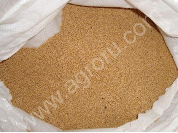 Горчица. Семена горчицы