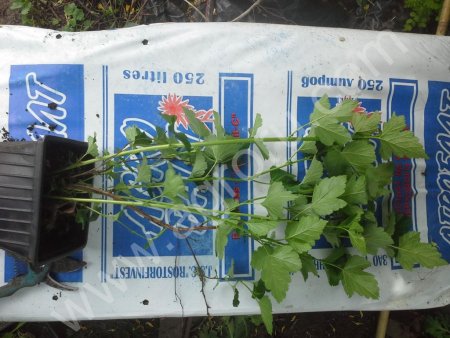 пузыреплодник