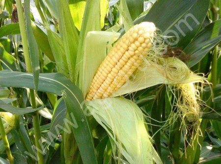 Гибриды кукурузы F1