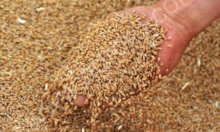 акций 49 %.ЗАО Бийский крупяной комбинат