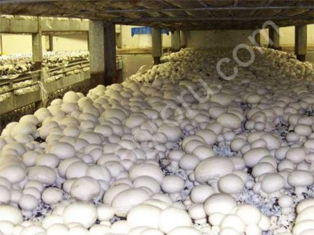 компост для шампиньонов