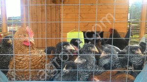 Куры породы Доминант