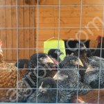 Куры породы Доминант