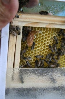 Супер-нуклеус для разведения пчеломаток