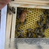 Супер-нуклеус для разведения пчеломаток