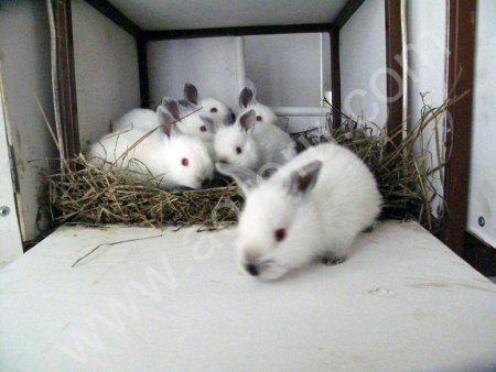 Кролики калифорнийской породы