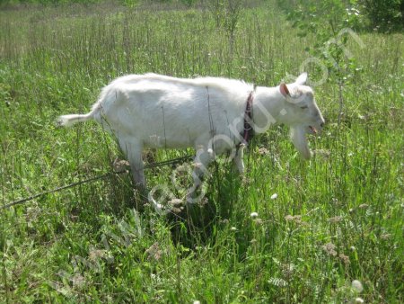 Зааненский козел