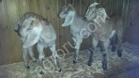 Нубийские козлики